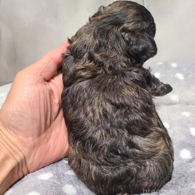 販売中の和歌山県のトイプードル-431325の7枚目