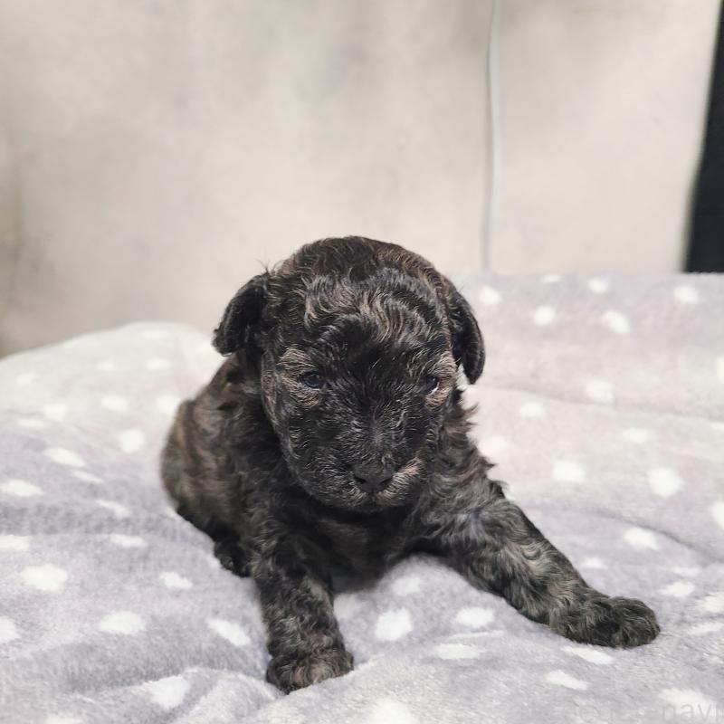 販売中の和歌山県のトイプードル-431325の6枚目