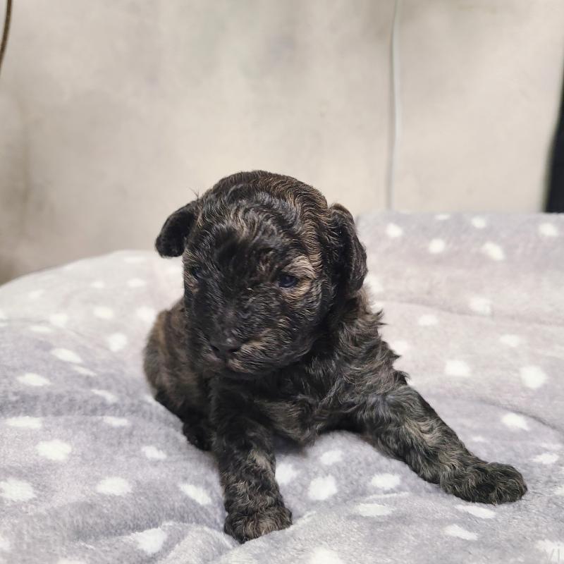 販売中の和歌山県のトイプードル-431325の5枚目