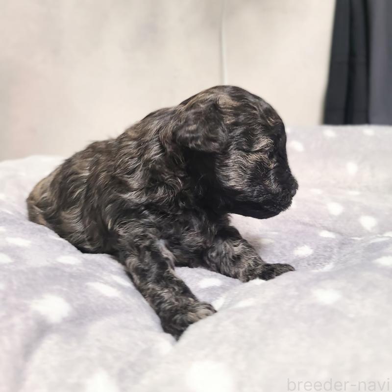 販売中の和歌山県のトイプードル-431325の4枚目