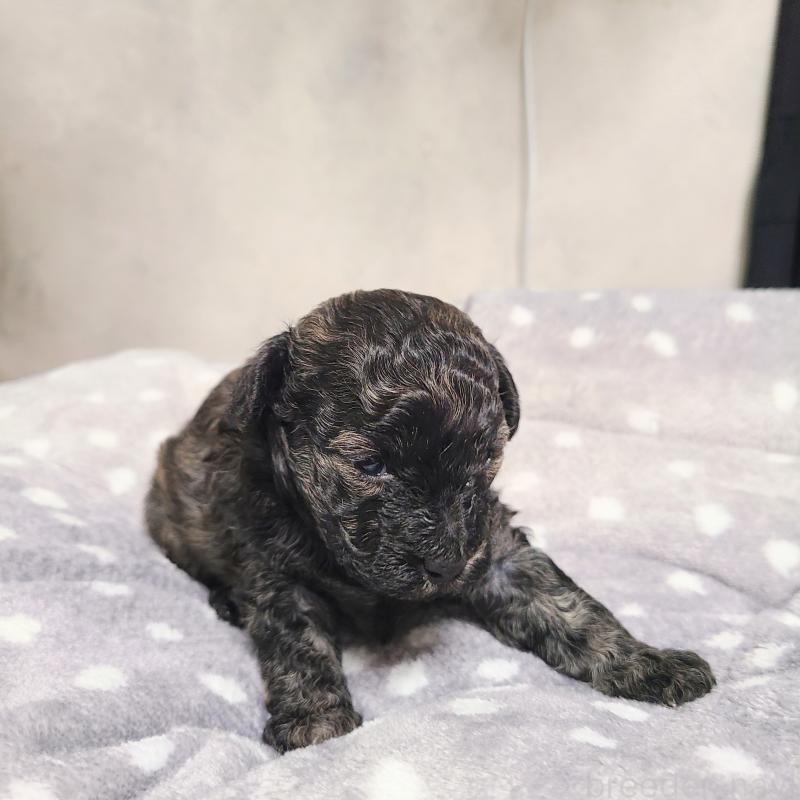 販売中の和歌山県のトイプードル-431325の3枚目