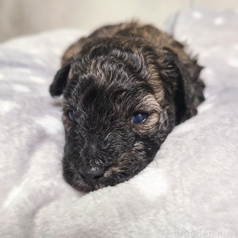 販売中の和歌山県のトイプードル-431325の2枚目