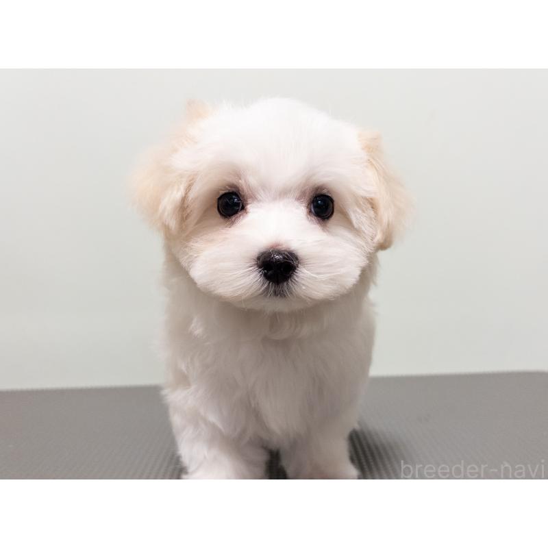 販売中の神奈川県のマルチーズ-420174の9枚目