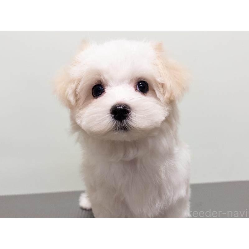 販売中の神奈川県のマルチーズ-420174の8枚目