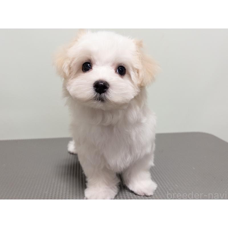 販売中の神奈川県のマルチーズ-420174の7枚目