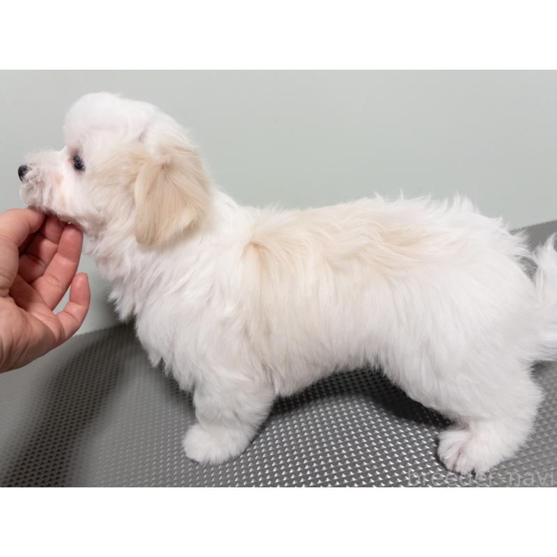 販売中の神奈川県のマルチーズ-420174の6枚目