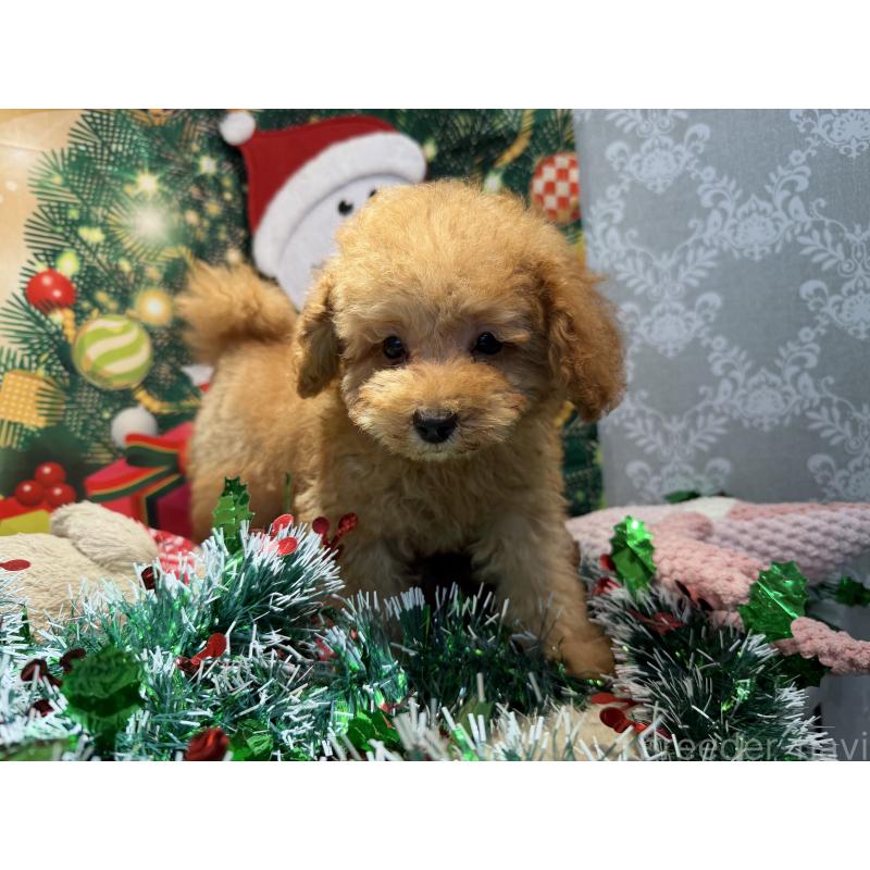 販売中の埼玉県のミニチュアプードル-425152の10枚目