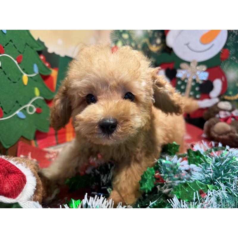 販売中の埼玉県のミニチュアプードル-425152の9枚目