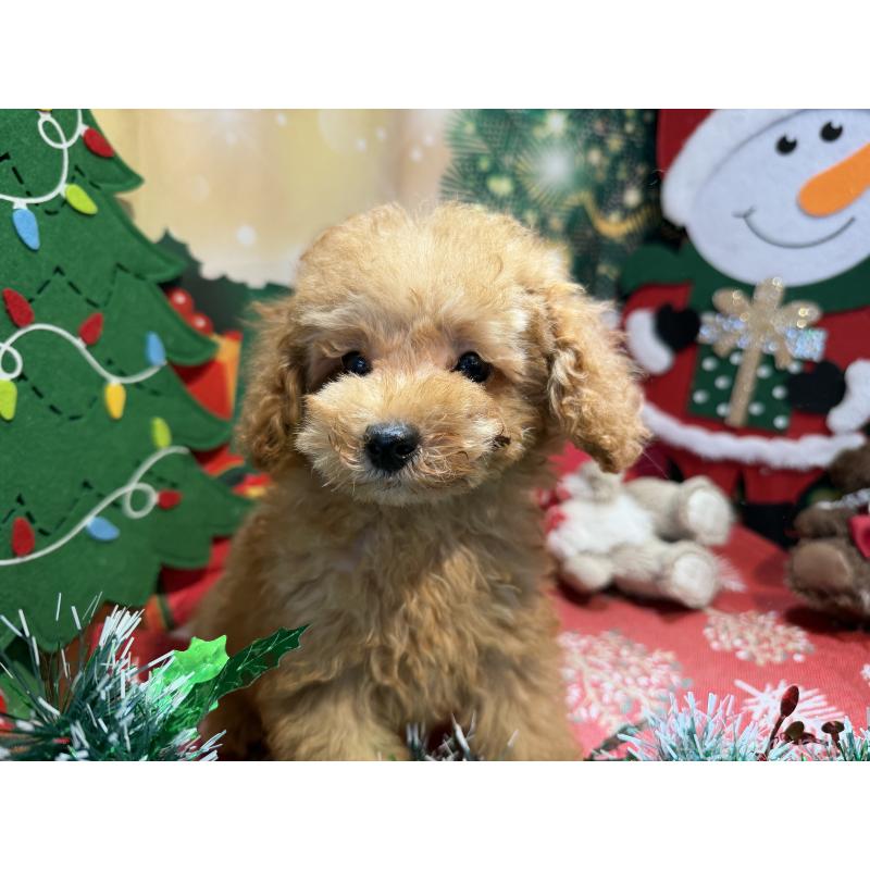 販売中の埼玉県のミニチュアプードル-425152の8枚目