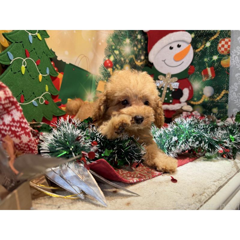 販売中の埼玉県のミニチュアプードル-425152の7枚目