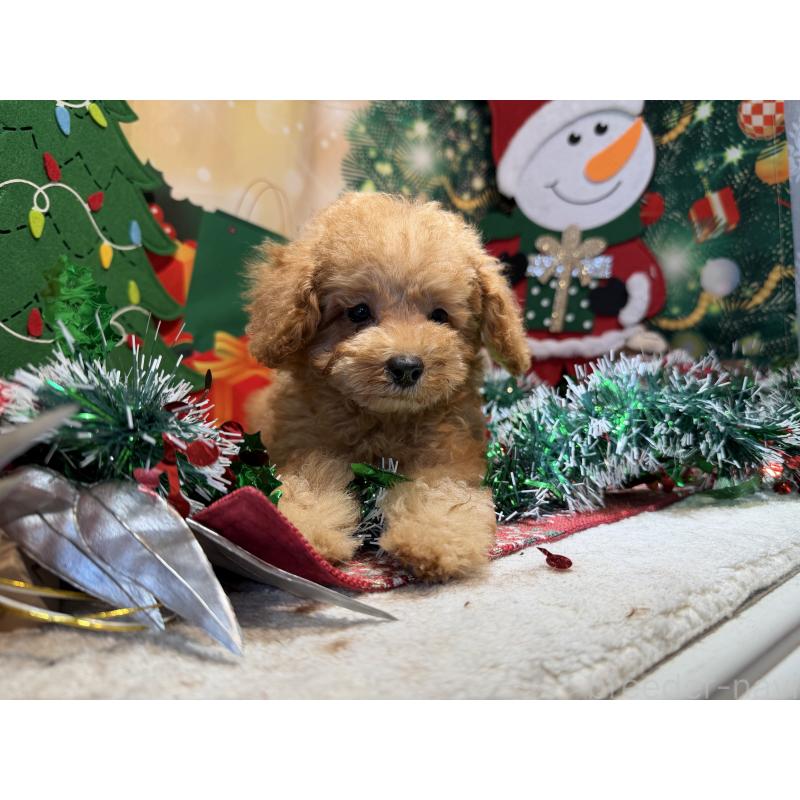 販売中の埼玉県のミニチュアプードル-425152の6枚目