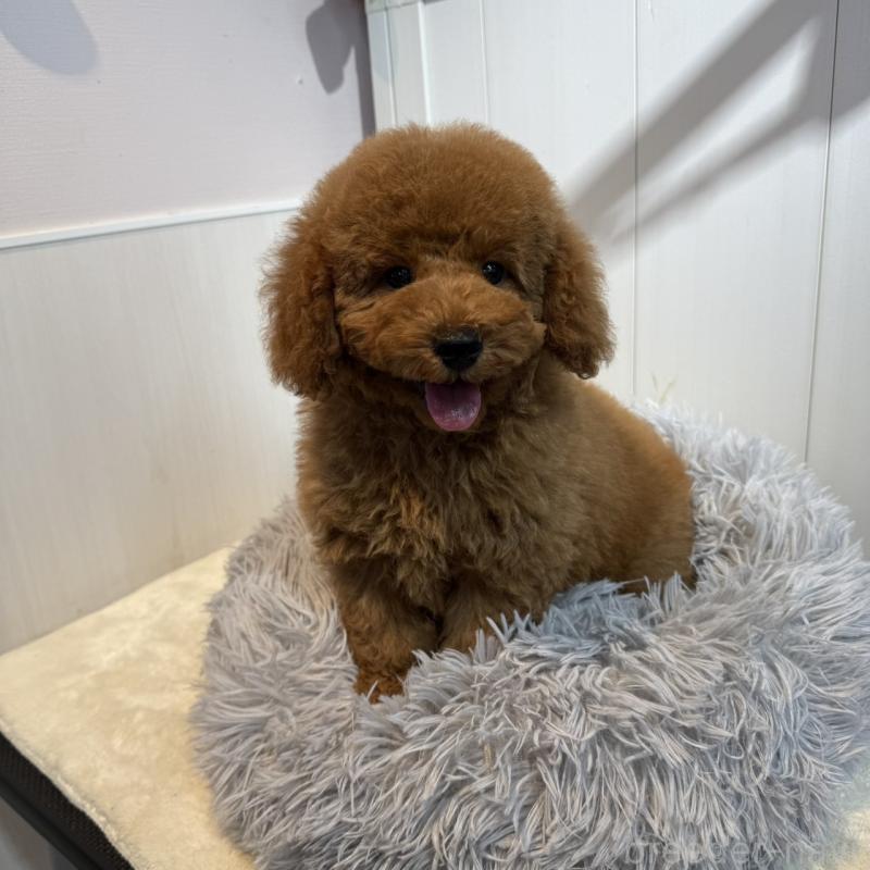 商談中の埼玉県のミニチュアプードル-424978の4枚目