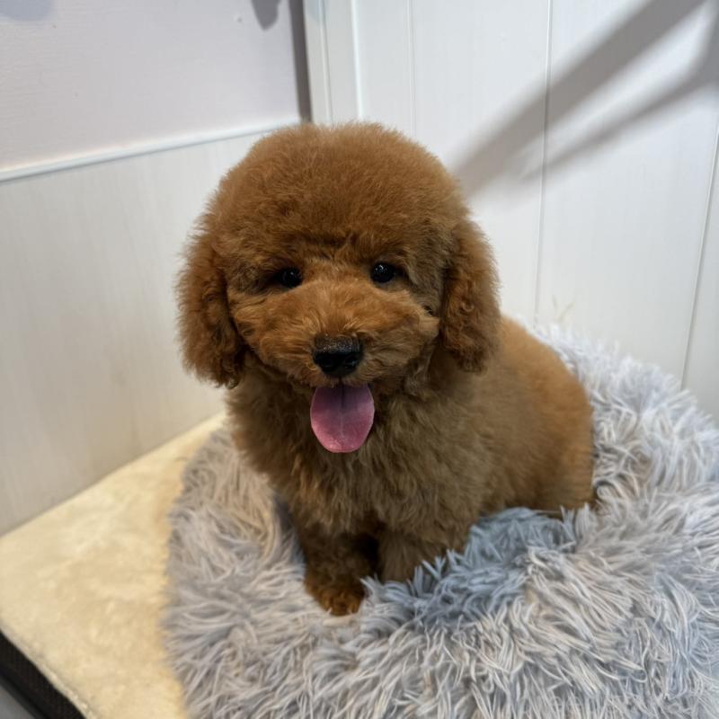 商談中の埼玉県のミニチュアプードル-424978の3枚目