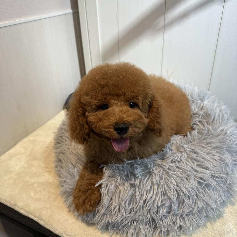 商談中の埼玉県のミニチュアプードル-424978の2枚目