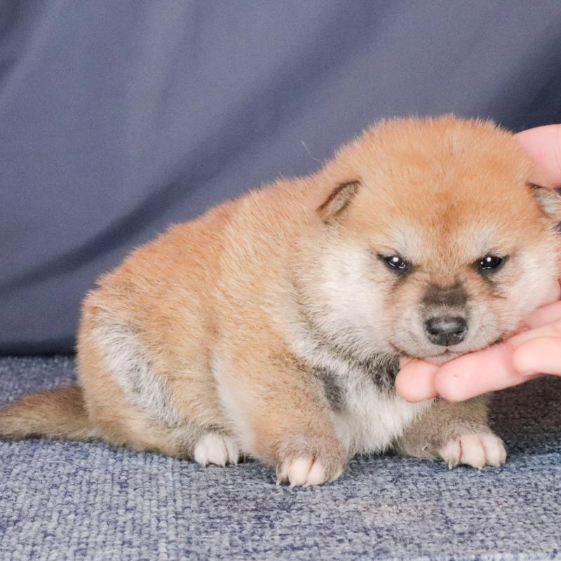 販売中の愛知県の柴犬-431326の3枚目