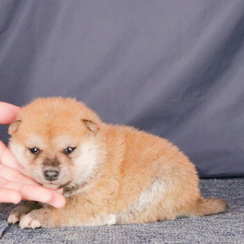 販売中の愛知県の柴犬-431326の2枚目