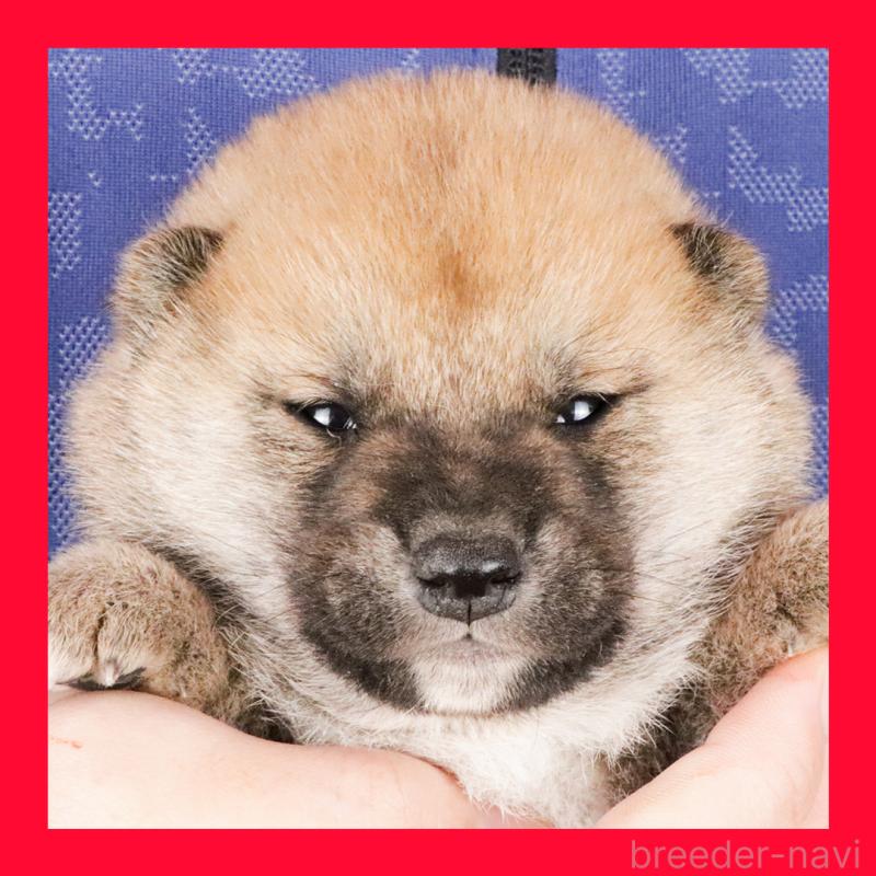 販売中の愛知県の柴犬-431327の1枚目