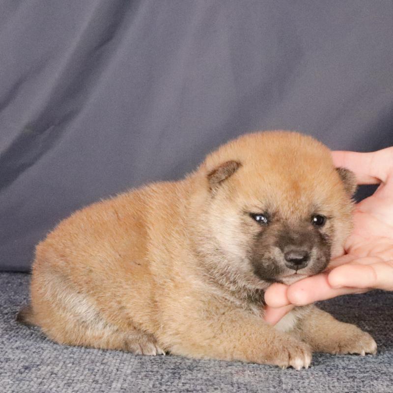 販売中の愛知県の柴犬-431327の2枚目