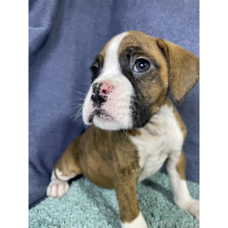 販売中の千葉県のボクサー-424120の8枚目