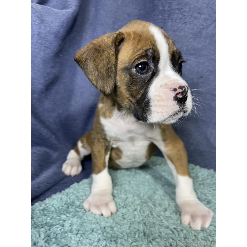 販売中の千葉県のボクサー-424120の7枚目