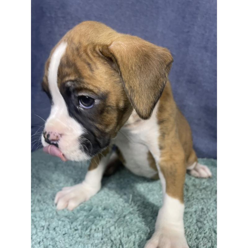 販売中の千葉県のボクサー-424120の6枚目