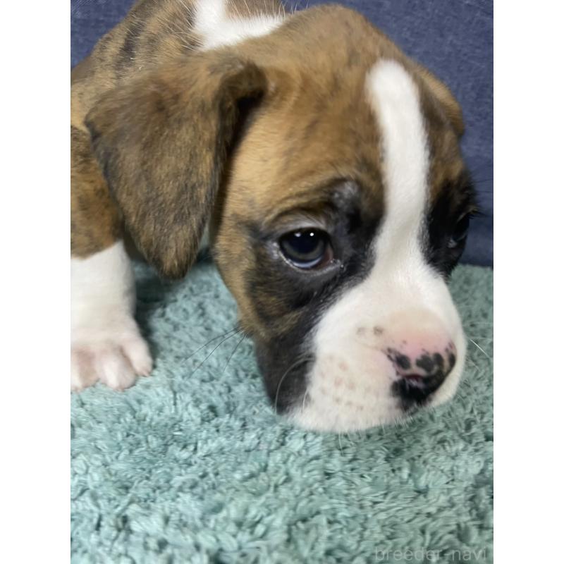 販売中の千葉県のボクサー-424120の5枚目