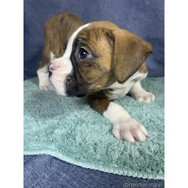 販売中の千葉県のボクサー-424120の4枚目