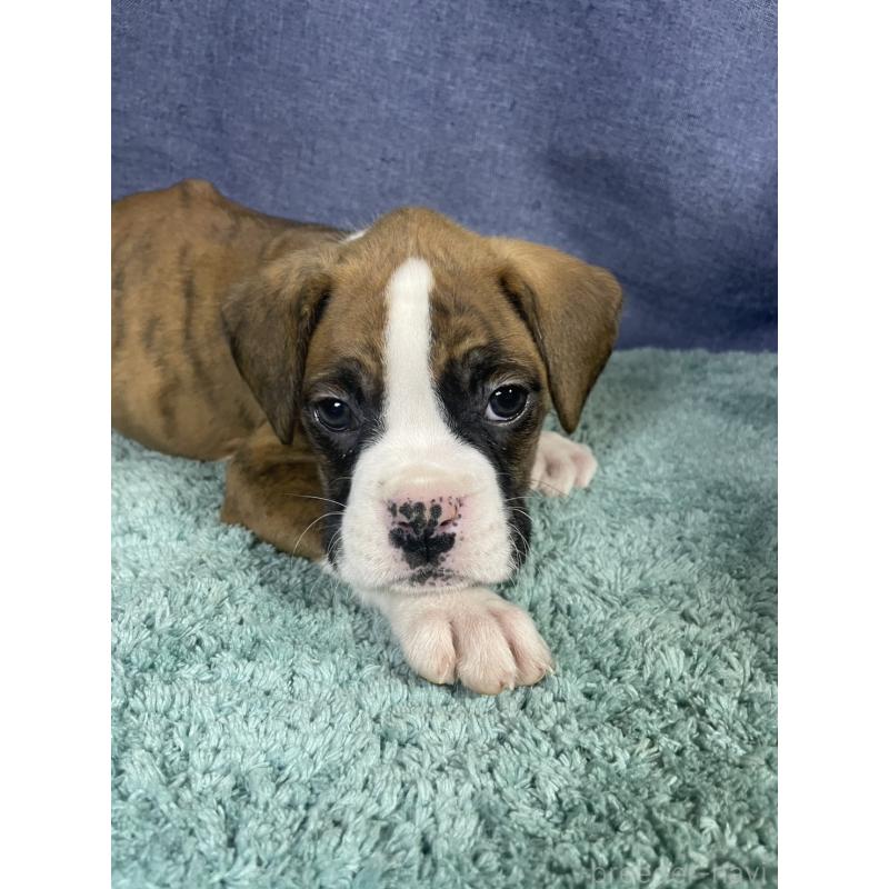 販売中の千葉県のボクサー-424120の3枚目