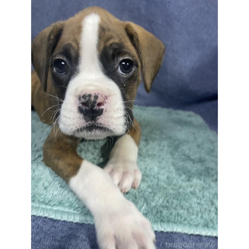 販売中の千葉県のボクサー-424120の2枚目