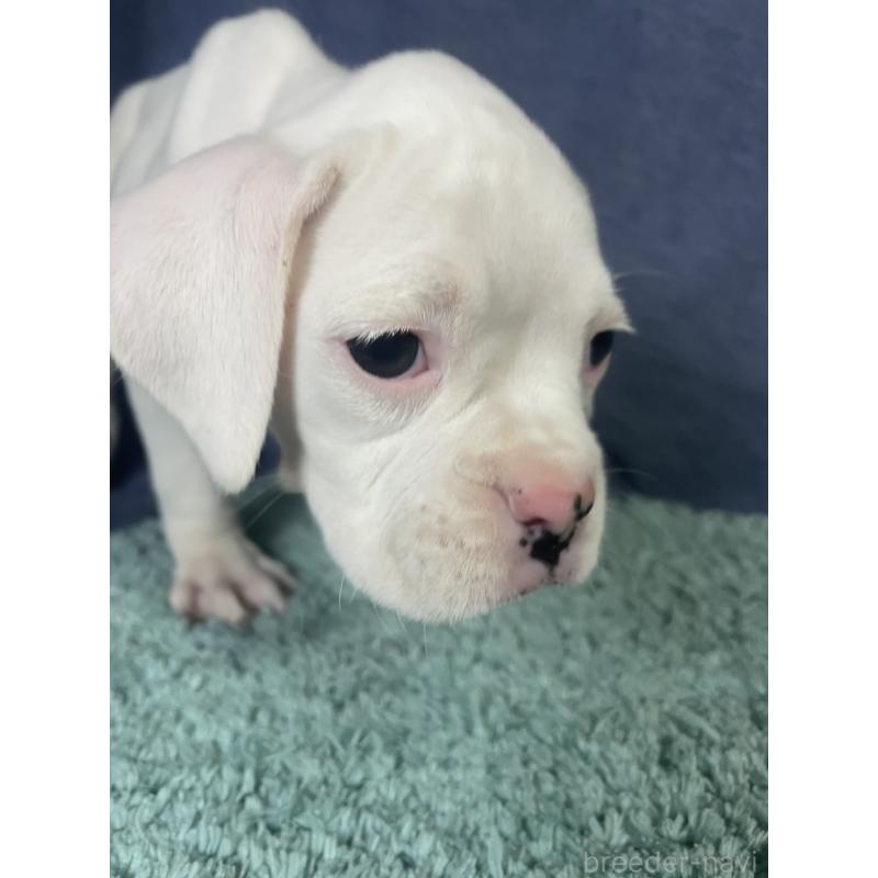 販売中の千葉県のボクサー-424121の8枚目