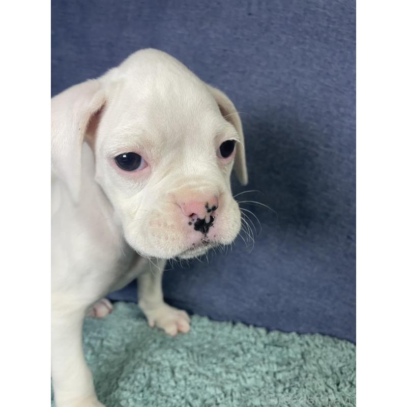 販売中の千葉県のボクサー-424121の7枚目