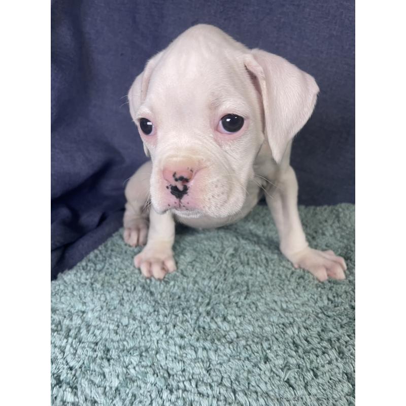 販売中の千葉県のボクサー-424121の6枚目