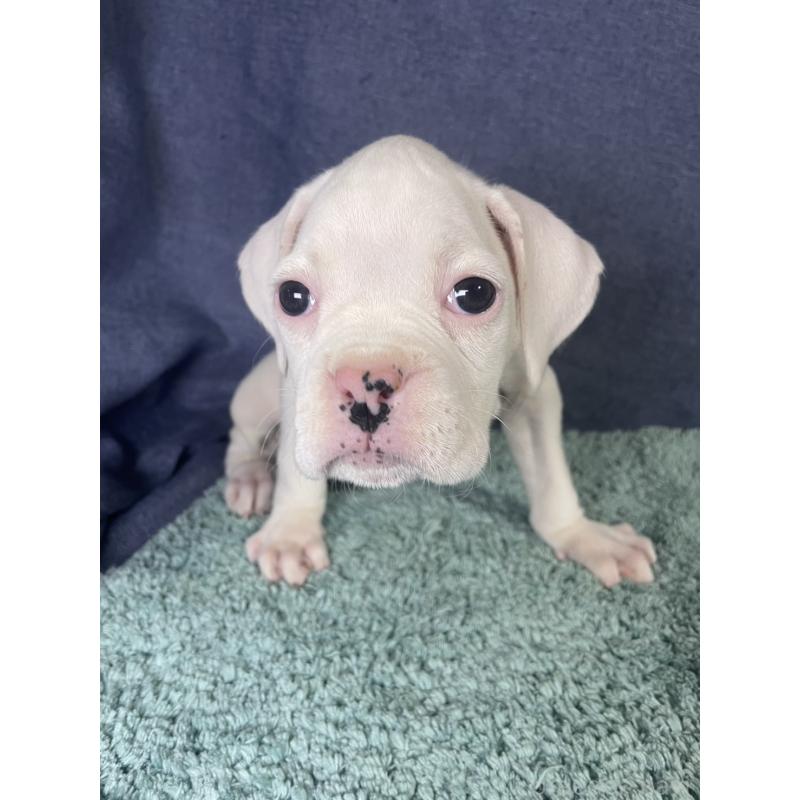 販売中の千葉県のボクサー-424121の5枚目