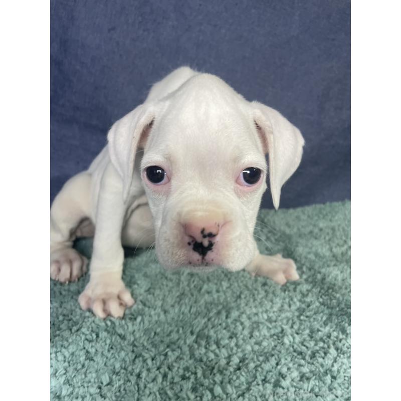 販売中の千葉県のボクサー-424121の4枚目