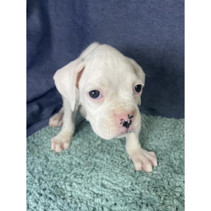 販売中の千葉県のボクサー-424121の3枚目