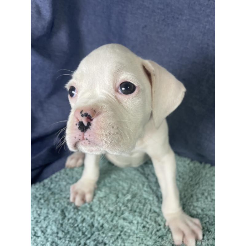 販売中の千葉県のボクサー-424121の2枚目