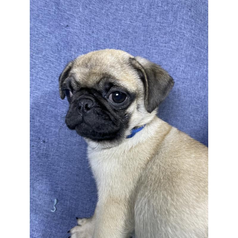 販売中の千葉県のパグ-413020の6枚目