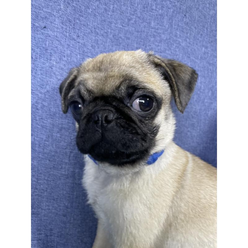 販売中の千葉県のパグ-413020の5枚目