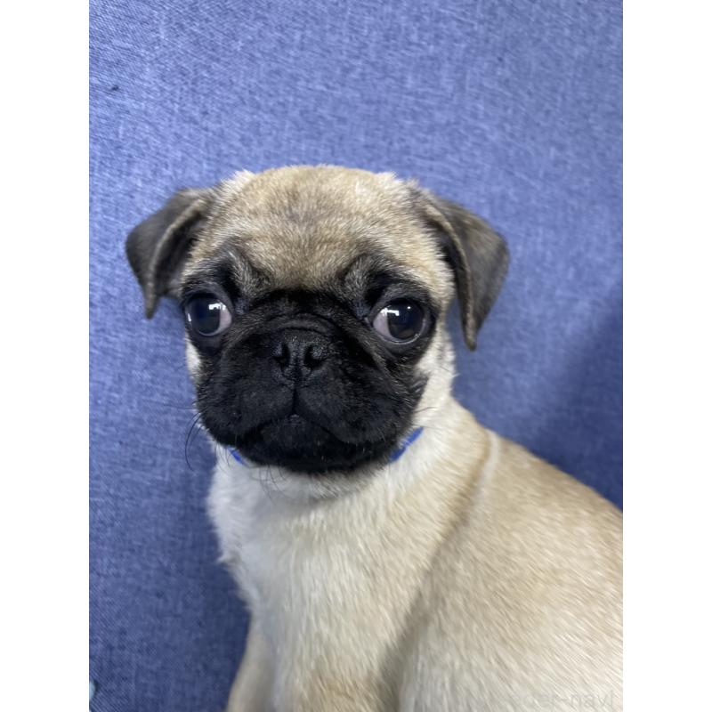 販売中の千葉県のパグ-413020の4枚目