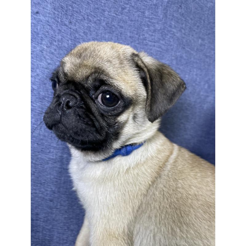 販売中の千葉県のパグ-413020の3枚目