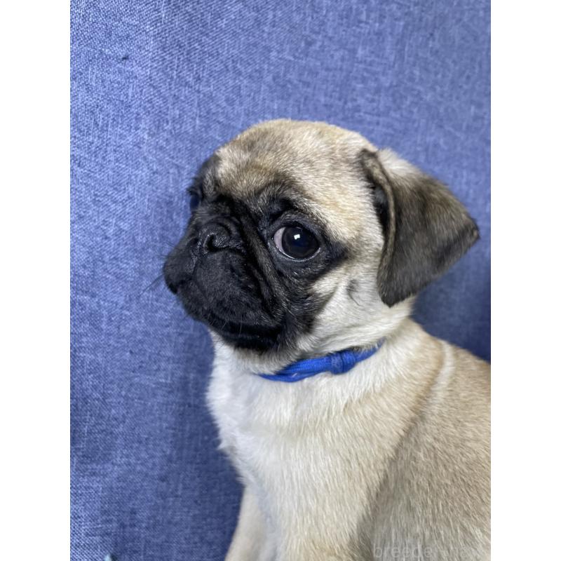 販売中の千葉県のパグ-413020の2枚目