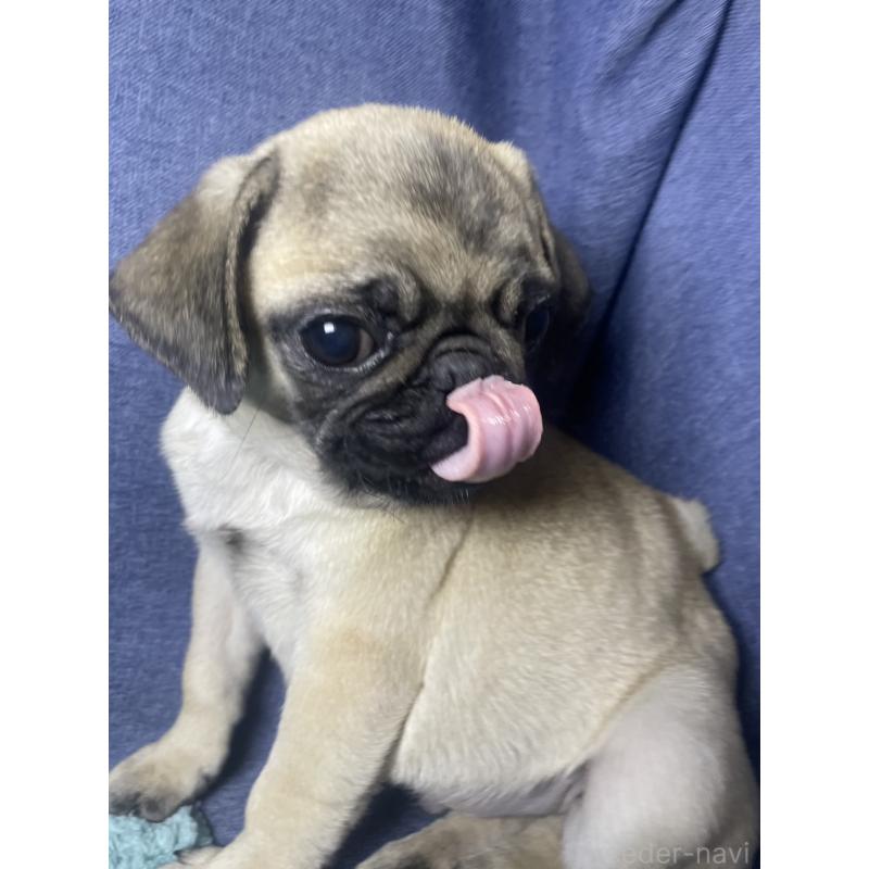 商談中の千葉県のパグ-417758の15枚目