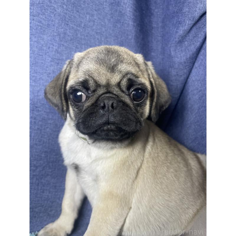 商談中の千葉県のパグ-417758の14枚目
