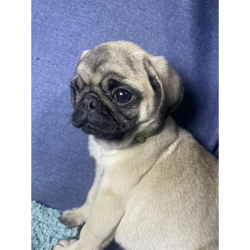 商談中の千葉県のパグ-417758の13枚目