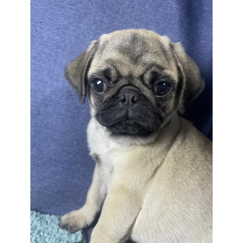 商談中の千葉県のパグ-417758の10枚目