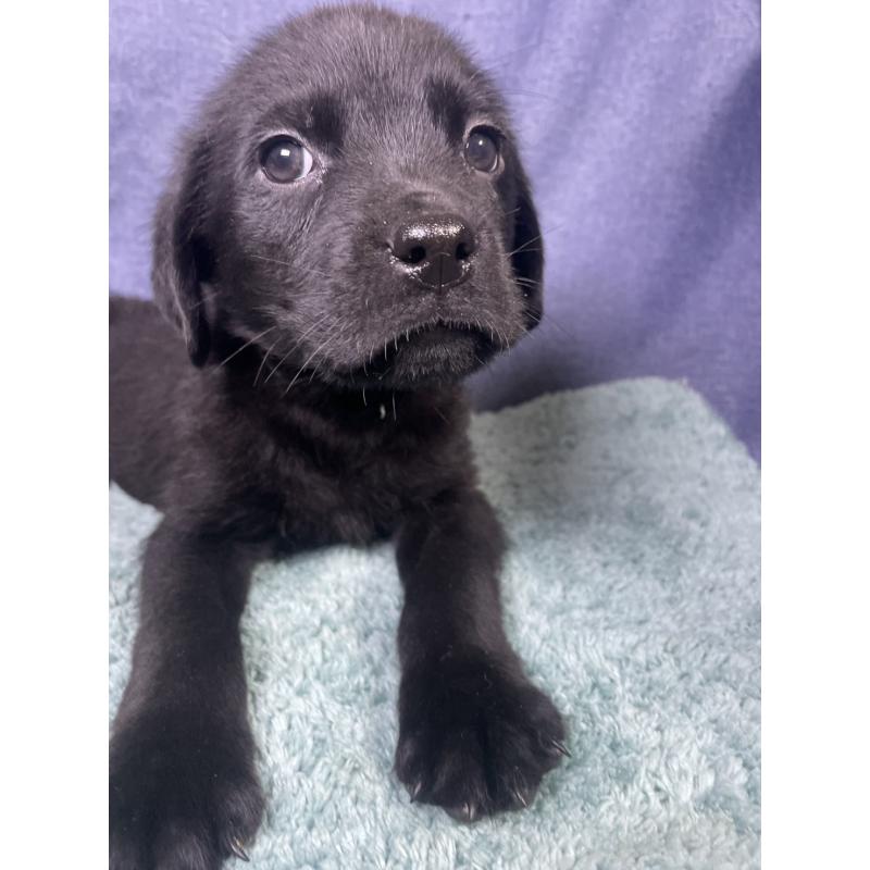 販売中の千葉県のミックス犬-424308の7枚目