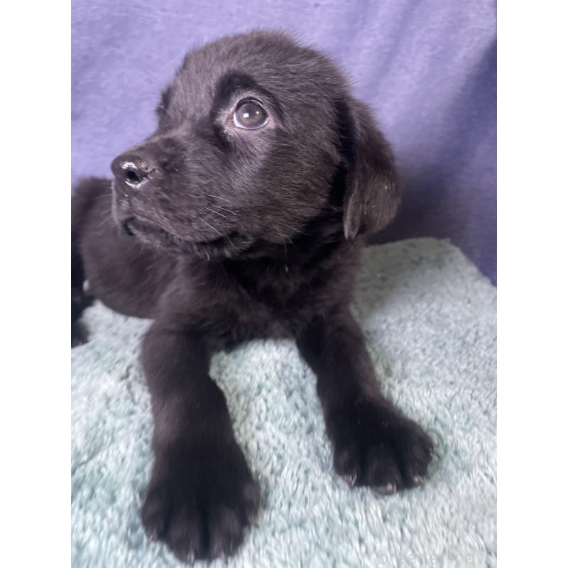 販売中の千葉県のミックス犬-424308の6枚目