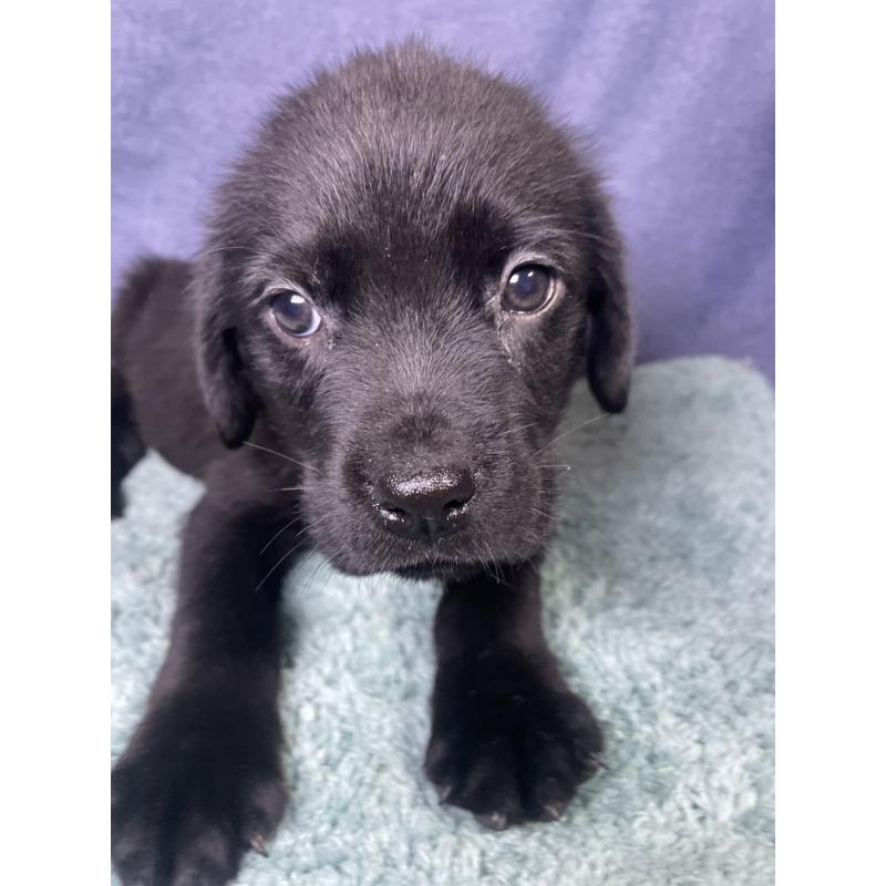 販売中の千葉県のミックス犬-424308の5枚目