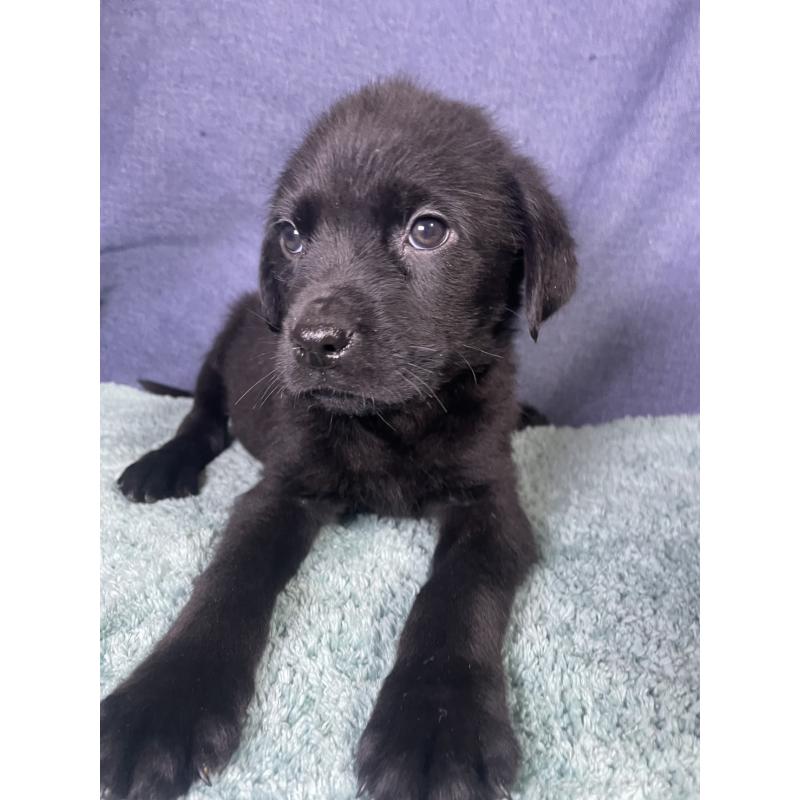 販売中の千葉県のミックス犬-424308の4枚目