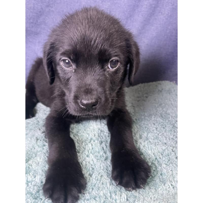 販売中の千葉県のミックス犬-424308の3枚目